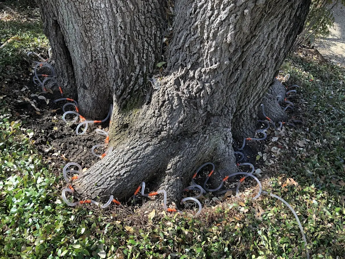 Detailed Tree Cabling and Bracing job site in New Cuyama